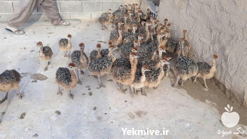 فروش جوجه شترمرغ گردن آبی هچری در تهران در گروه مرغ و خروس و بوقلمون و اردک قو قاز در یکمیوه -عکس1