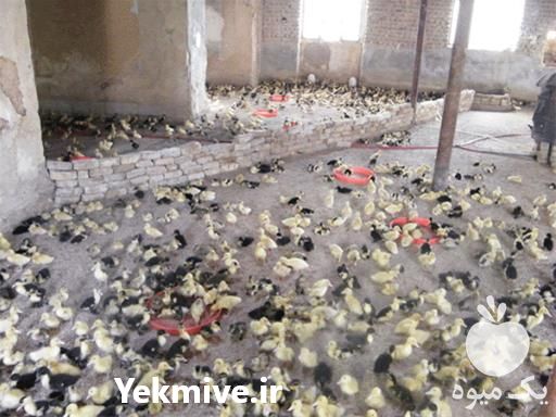 فروش جوجه اردک پکنی در تهران در گروه مرغ و خروس و بوقلمون و اردک قو قاز در یکمیوه -عکس1