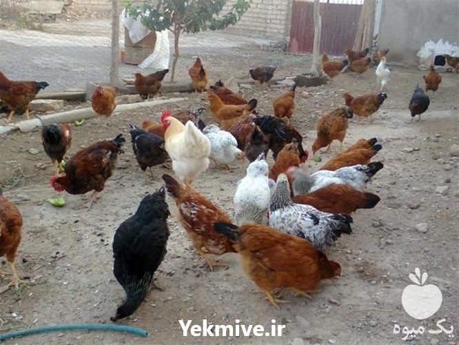 فروش جوجه مرغ گلپایگانی در تهران در گروه مرغ و خروس و بوقلمون و اردک قو قاز در یکمیوه -عکس1