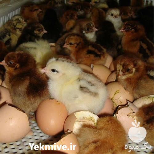 فروش طیور در تهران در گروه مرغ و خروس و بوقلمون و اردک قو قاز در یکمیوه -عکس1