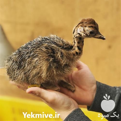 فروش عمده جوجه شتر مرغ در تهران در گروه مرغ و خروس و بوقلمون و اردک قو قاز در یکمیوه -عکس1