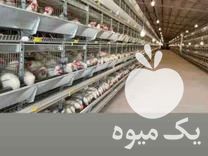 فروش مرغداری گلخانه در اصفهان در گروه تجهیزات دام و طیور - خرید فروش نو دسته دوم در یکمیوه -عکس1