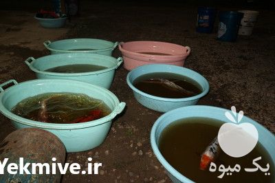 پرورش و فروش ماهیان زینتی در تهران در گروه انواع ماهی - سالمون شیر کپور قرمز شوریده سفید گوپی مرکب در یکمیوه -عکس1