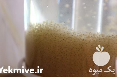 فروش انواع ماهیان تزئینی در تهران در گروه انواع ماهی - سالمون شیر کپور قرمز شوریده سفید گوپی مرکب در یکمیوه -عکس1