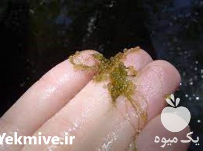 فروش لارو و بچه ماهی کوی در تهران در گروه انواع ماهی - سالمون شیر کپور قرمز شوریده سفید گوپی مرکب در یکمیوه -عکس1