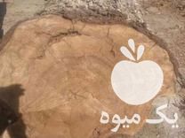 فروش ابر درخت گردو تنه در شبستر در آذربایجان شرقی در گروه خرید فروش عمده چوب- زغال چوب گردو تبریزی خام در یکمیوه -عکس1