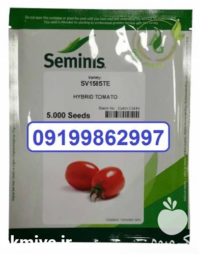 فروش بذر گوجه فرنگی 1585 در کرمان  در گروه خرید فروش بذر - انواع محصول کشاورزی گوجه کتان میوه درخت در یکمیوه -عکس1