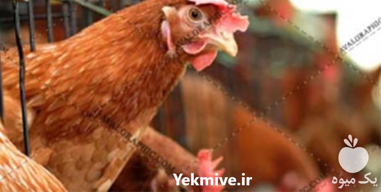 فروش پرورش مرغ بومی در تهران در گروه مرغ و خروس و بوقلمون و اردک قو قاز در یکمیوه -عکس1