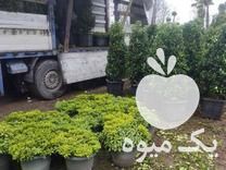 تولید و فروش انواع گل و گیاه در تنکابن در گروه سازنده - گلخانه باغ مدرن سالن صنعتی سوله انبار در یکمیوه -عکس1