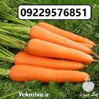 فروش بذر هویج لیدر F 1 در گیلان در گروه خرید فروش بذر - انواع محصول کشاورزی گوجه کتان میوه درخت در یکمیوه