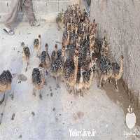 فروش جوجه شترمرغ گردن آبی هچری در تهران در گروه مرغ و خروس و بوقلمون و اردک قو قاز در یکمیوه