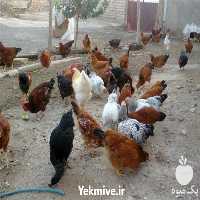 فروش جوجه مرغ گلپایگانی در تهران در گروه مرغ و خروس و بوقلمون و اردک قو قاز در یکمیوه