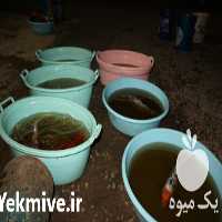 پرورش و فروش ماهیان زینتی در تهران در گروه انواع ماهی - سالمون شیر کپور قرمز شوریده سفید گوپی مرکب در یکمیوه