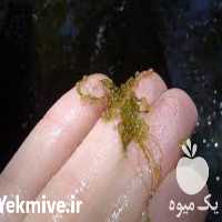 فروش لارو و بچه ماهی کوی در تهران در گروه انواع ماهی - سالمون شیر کپور قرمز شوریده سفید گوپی مرکب در یکمیوه