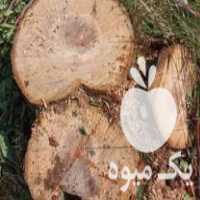 فروش چوب درخت سیب در ارومیه در گروه خرید فروش عمده چوب- زغال چوب گردو تبریزی خام در یکمیوه