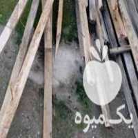 فروش چوب سفیدال سالم در نور در گروه خرید فروش عمده چوب- زغال چوب گردو تبریزی خام در یکمیوه