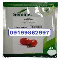 فروش بذر گوجه فرنگی 1585 در کرمان  در گروه خرید فروش بذر - انواع محصول کشاورزی گوجه کتان میوه درخت در یکمیوه