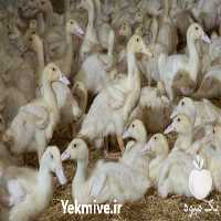 فروش اردک یک روزه واکسن خورده در تهران در گروه مرغ و خروس و بوقلمون و اردک قو قاز در یکمیوه