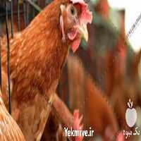 فروش پرورش مرغ بومی در تهران در گروه مرغ و خروس و بوقلمون و اردک قو قاز در یکمیوه