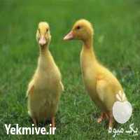 فروش جوجه اردک پکنی اصلاح نژادی در تهران در گروه مرغ و خروس و بوقلمون و اردک قو قاز در یکمیوه