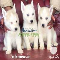 خرید و فروش سگ هاسکی در تهران در گروه سگ و گربه _ نگهبان هاسکی ژرمن دوبرمن سرابی در یکمیوه