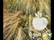 فروش بذر جو واکسیما در تهران در گروه خرید فروش عمده گندم و جو - بلغور شیرازی فروش عمده محصول کشاورزی در یکمیوه -عکس1