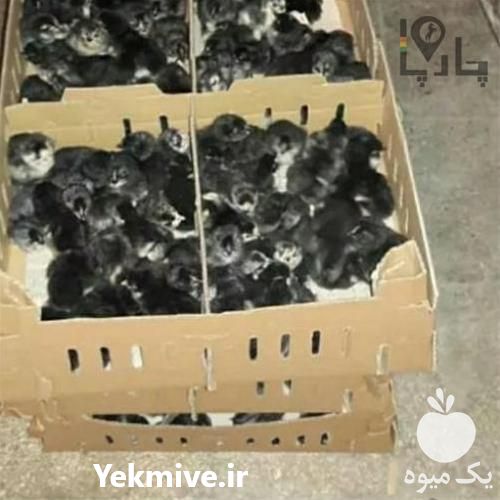 فروش جوجه یک روزه مرندی در تهران در گروه مرغ و خروس و بوقلمون و اردک قو قاز در یکمیوه -عکس1