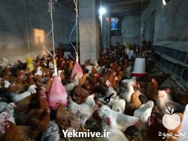 فروش مرغ تخم گذار بومی 5 در تهران در گروه مرغ و خروس و بوقلمون و اردک قو قاز در یکمیوه -عکس1