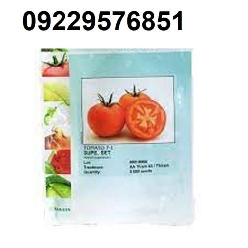 فروش بذر گوجه فرنگی ساکاتا اصل در خراسان جنوبی در گروه خرید فروش بذر - انواع محصول کشاورزی گوجه کتان میوه درخت در یکمیوه -عکس1