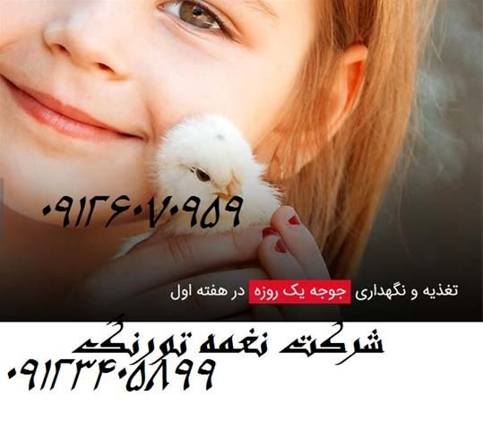 فروش جوجه بومی یکروزه در تهران در گروه مرغ و خروس و بوقلمون و اردک قو قاز در یکمیوه -عکس1