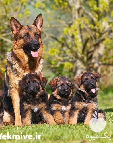 فروش توله ژرمن شپرد 40 روز در کرج در گروه سگ و گربه _ نگهبان هاسکی ژرمن دوبرمن سرابی در یکمیوه -عکس1