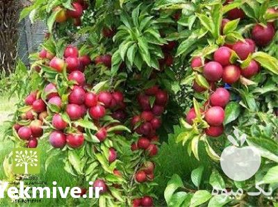 فروش انواع نهال مثمر و غیر مثمر نهال میوه و زینتی در تهران در گروه خرید فروش نهال - انواع گردو پسته بادام سلطانی انگور در یکمیوه -عکس1