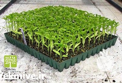 فروش انواع نشا در تهران در گروه خرید فروش نشا - انواع گوجه برنج کاهو پیاز کاری فرنگی در یکمیوه -عکس1