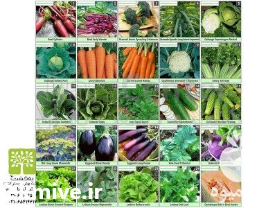 فروش انواع بذر صیفی جات در تهران در گروه خرید فروش بذر - انواع محصول کشاورزی گوجه کتان میوه درخت در یکمیوه -عکس1