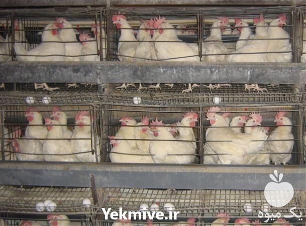 فروش مرغ تخم گذار ال اس ال در تهران در گروه مرغ و خروس و بوقلمون و اردک قو قاز در یکمیوه -عکس1