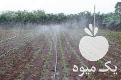 فروش لوله بارانی آبیاری پیفلکس در تهران در گروه خرید فروش اتصالات و تجهیزات آبیاری - شیر لوله نوار در یکمیوه -عکس1