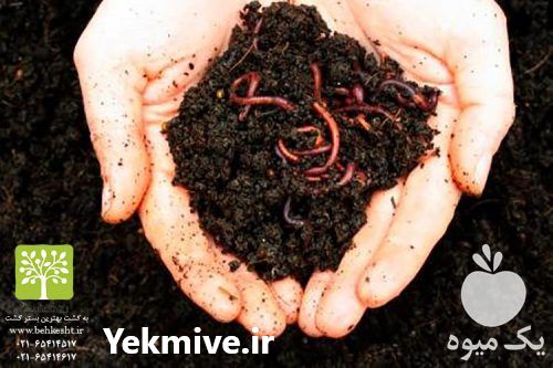 فروش کرم خاکی گونه کالیفرنیایی در تهران در گروه خوراک شیلات و آبزیان - ماهی گیلان خوزستان چابهار بوشهر در یکمیوه -عکس1