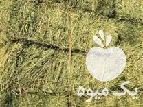 فروش یونجه در تبریز در گروه خوراک دام و طیور - پرواری شیری علوفه یونجه در یکمیوه -عکس1