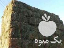 فروش یونجه کردستان در تبریز در گروه خوراک دام و طیور - پرواری شیری علوفه یونجه در یکمیوه -عکس1