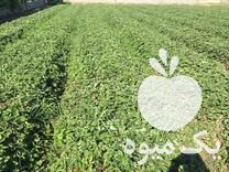 فروش بوته توت فرنگی در بهنمیر در گروه خرید فروش عمده توت - خرید شاتوت سفید طلایی موزی قرمز در یکمیوه -عکس1