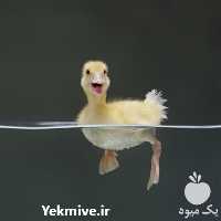 فروش جوجه اردک پکنی و گلپایگانی در تهران در گروه مرغ و خروس و بوقلمون و اردک قو قاز در یکمیوه