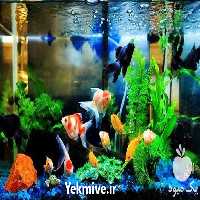 فروش صفر تا صد دوره آموزشی پرورش ماهی زینتی در تهران در گروه مشاوره - راه اندازی بازاریابی کسب درآمد بهبود کسب و کار در یکمیوه