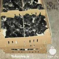 فروش جوجه یک روزه مرندی در تهران در گروه مرغ و خروس و بوقلمون و اردک قو قاز در یکمیوه