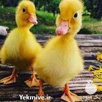 آگهی مشابه فروش جوجه اردک دورگه گوشتی یکروزه در تهران در گروه مرغ و خروس و بوقلمون و اردک قو قاز در یکمیوه