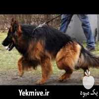 فروش کلکسیون سگهای ژرمن در کرج در گروه سگ و گربه _ نگهبان هاسکی ژرمن دوبرمن سرابی در یکمیوه
