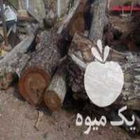 فروش چوب گردو سیاه در شیراز در گروه خرید فروش عمده چوب- زغال چوب گردو تبریزی خام در یکمیوه