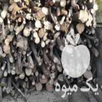 فروش چوب انجیر در اصفهان در گروه خرید فروش عمده چوب- زغال چوب گردو تبریزی خام در یکمیوه