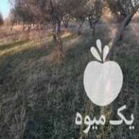 فروش چوب درخت سیب در زنجان در گروه خرید فروش عمده چوب- زغال چوب گردو تبریزی خام در یکمیوه