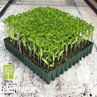 فروش انواع نشا در تهران در گروه خرید فروش نشا - انواع گوجه برنج کاهو پیاز کاری فرنگی در یکمیوه