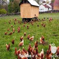 فروش مرغ تخم گذار در تهران در گروه مرغ و خروس و بوقلمون و اردک قو قاز در یکمیوه